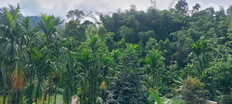 Mountain view at Aashraya Homestay