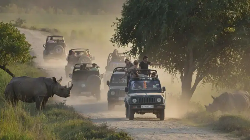 A one-horned rhinoceros beside safari jeeps on a dusty track