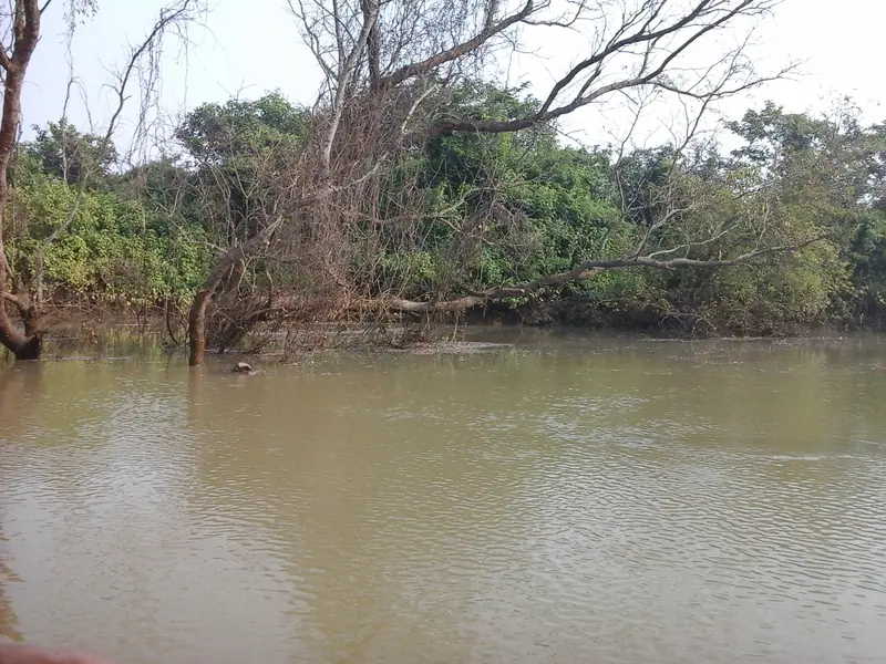 Mangrove trees beside the waterways of Bhitarkanika National Park, Odisha
